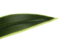 Load image into Gallery viewer, 47" Tall, Artificial Plant, Dracaena Tree, Indoor, Faux, Fake, Floor, Greenery, Potted, Real Touch, Decorative - Green / Black