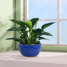 Load image into Gallery viewer, 3 Pieces Ceramic Flowerpot