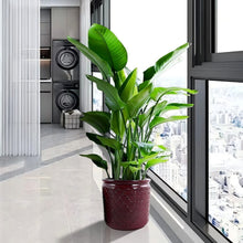 Load image into Gallery viewer, 3 Pieces Ceramic Flowerpot, Planter For Patio & Garden Or Windowsills - Bean Paste Red