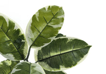 Load image into Gallery viewer, 52" Tall, Artificial Plant, Rubber Tree, Indoor, Fake, Floor, Greenery, Potted, Real Touch, Decorative - Green / Black