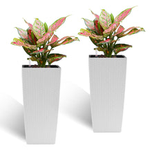Load image into Gallery viewer, Indoor Outdoor Planter With Automatic Watering System
