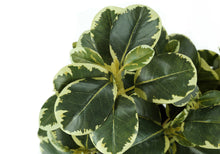 Load image into Gallery viewer, 14" Tall, Artificial Plant, Ficus, Indoor, Faux, Fake, Table, Greenery, Potted, Decorative (Set of 2) - Green / Black

