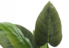 Load image into Gallery viewer, 37" Tall, Artificial Plant, Aureum Tree, Indoor, Faux, Fake, Floor, Greenery, Potted, Real Touch, Decorative - Green / Black

