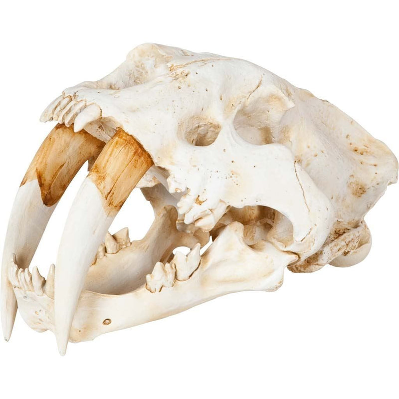 Authentic Replica Sabertooth Skull Sculpture - White
