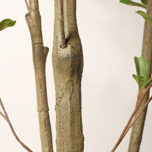 Load image into Gallery viewer, Lifelike Artificial Olive Tree With Plastic Pot For Home Living Room Decor - Green Leaves
