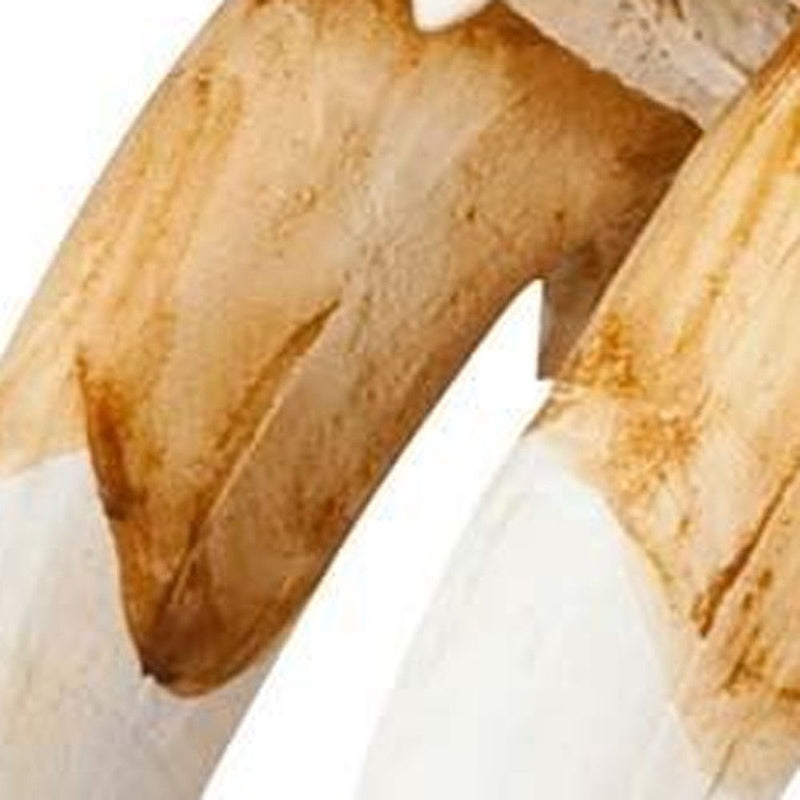Authentic Replica Sabertooth Skull Sculpture - White