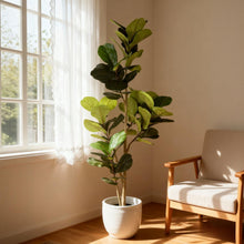 Load image into Gallery viewer, 6Ft Real Touch Fake Fiddle Leaf Fig Tree In Pot, Indoor Decor For Home - Green Leaves
